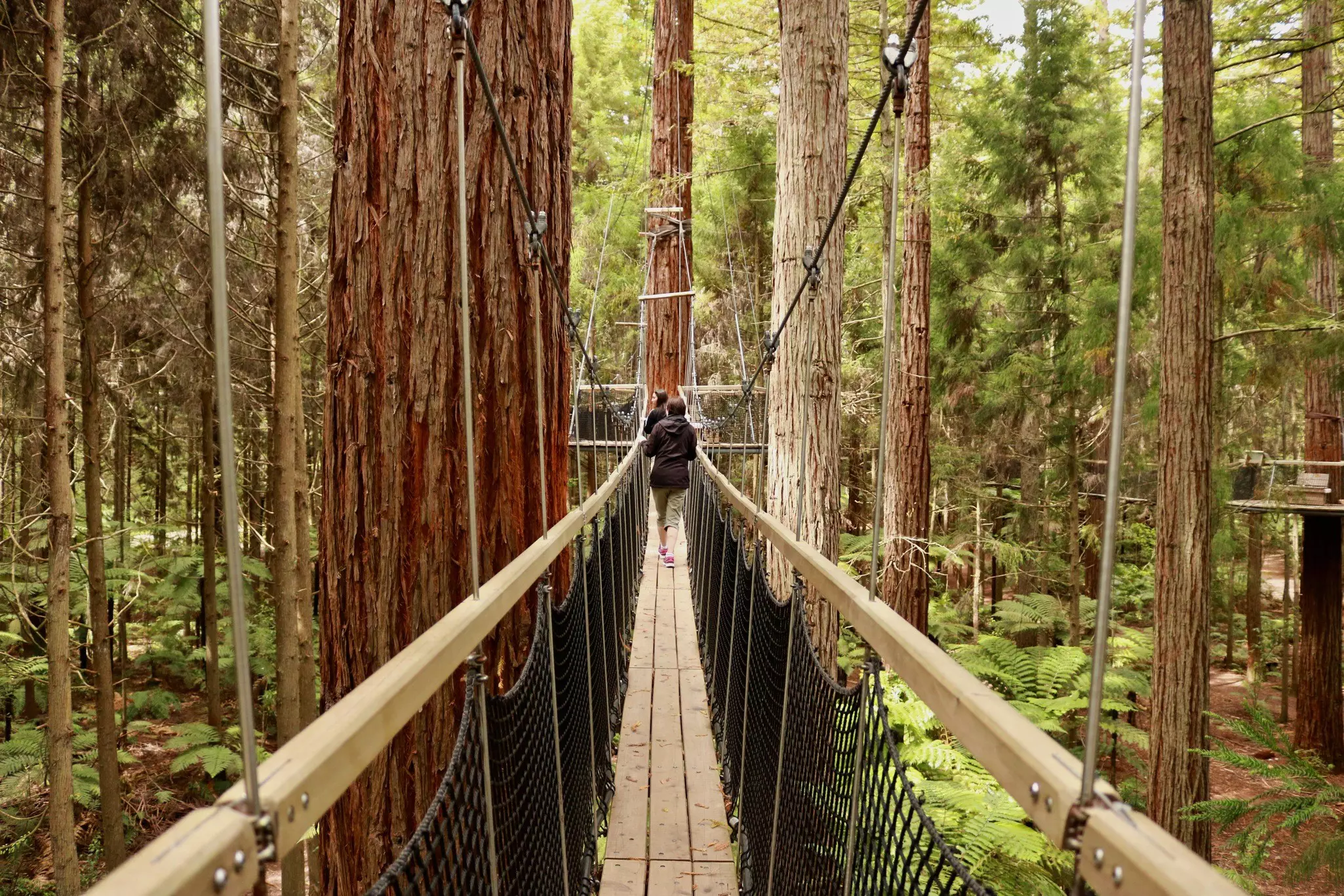 Whakarewarewa Redwood Forest Treewalk, Rotorua, North Island