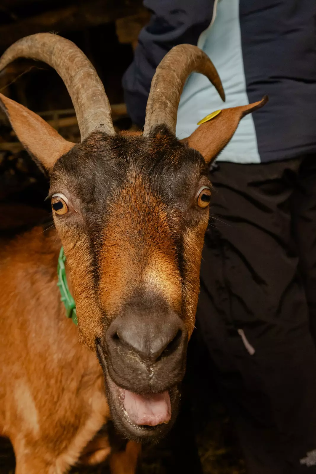 Northern Spain with LP Journeys, March 2026
Day 6: Broto, Huesca, Aragon
Visit to La Cañabla Queso Artesano for a sheepdog demonstration, guided tour of the goat enclosure, goat milking demonstration, and a tasting of their cheeses made with the goat's milk.