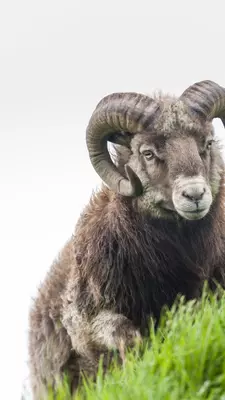 Ram on the remote island Mykines, Faroe Islands.