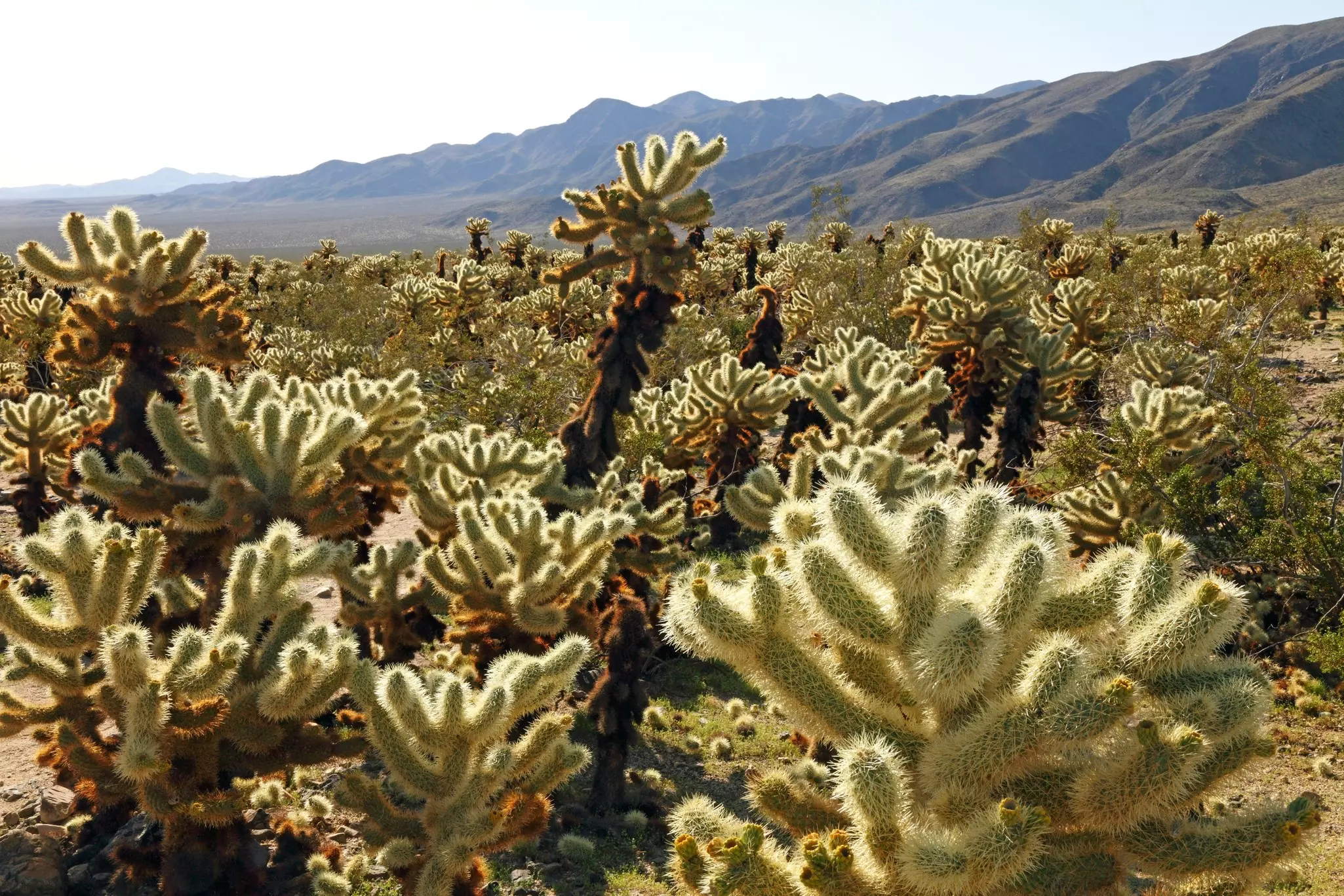 A field of furry-looking cacti