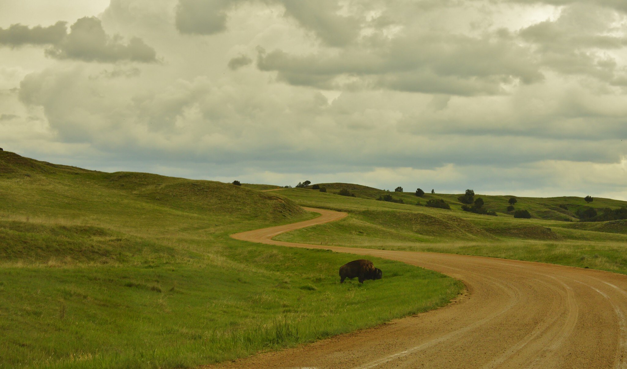 Buffalo grazing on the prairie along the Sage Creek Rim Road, Bad Lands National Park, Black Hills, South Dakota, USA; Shutterstock ID 1716795427;