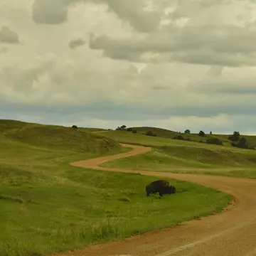 Buffalo grazing on the prairie along the Sage Creek Rim Road, Bad Lands National Park, Black Hills, South Dakota, USA; Shutterstock ID 1716795427;