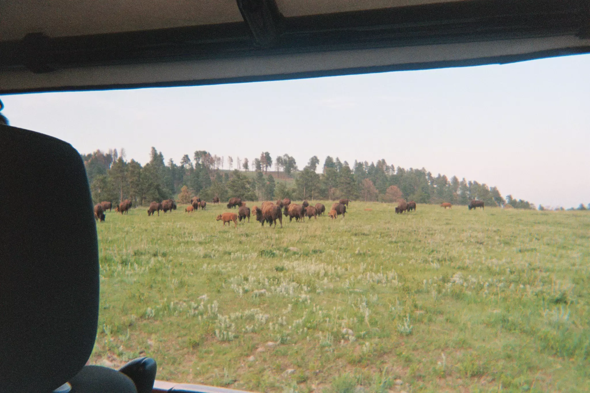 South Dakota Black Hills-Ann Douglas Lott, Where LP went this summer article