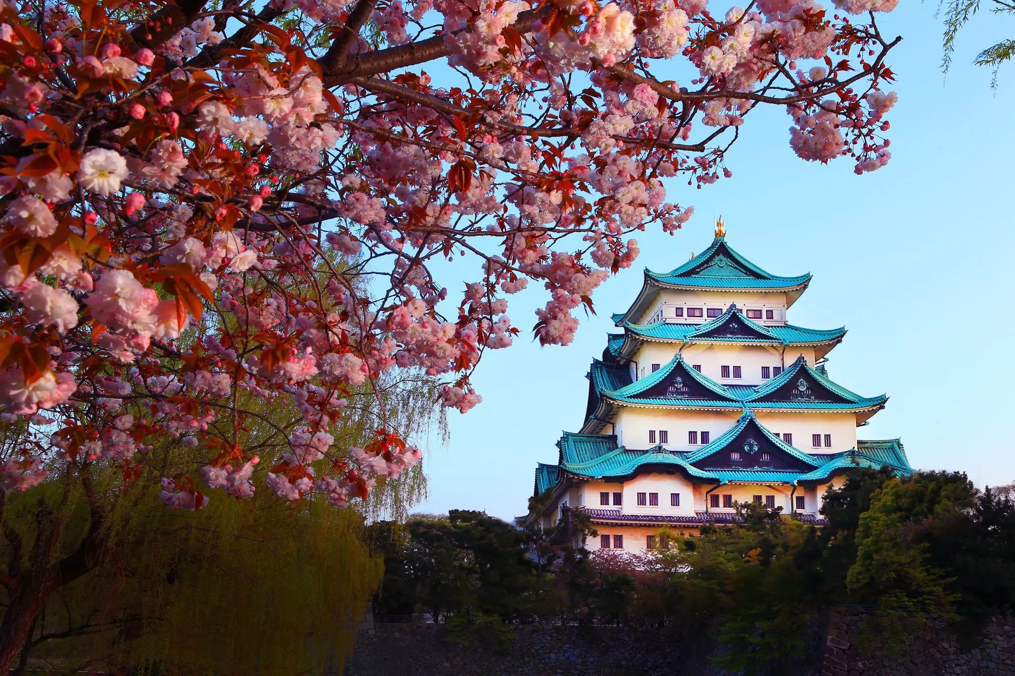 Cherry blossom frames the Nagoya-jo castle in Nagoya, Japan.