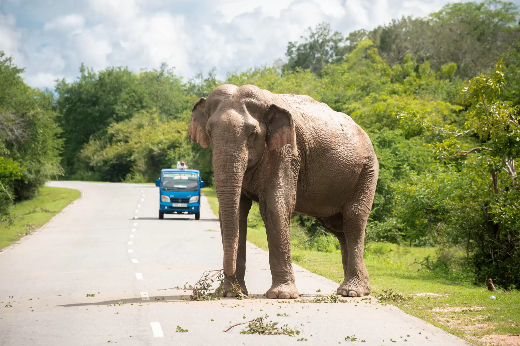 An elephant stands in the road with a tuk tuk in the distance stopping to give the elephant plenty of space.
