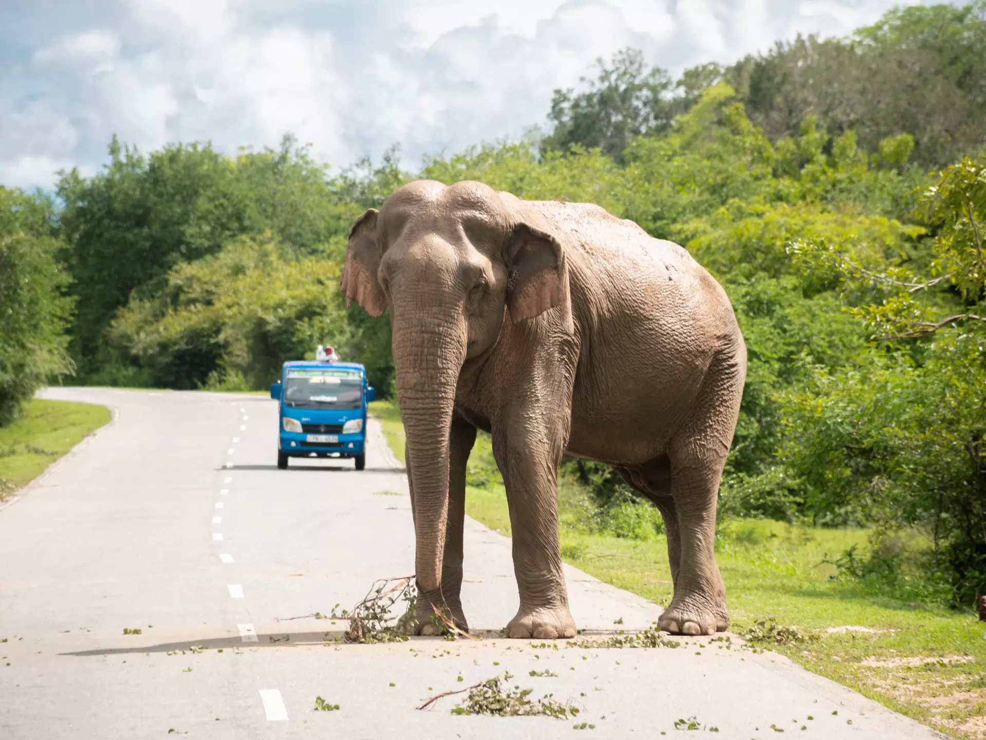 An elephant stands in the road with a tuk tuk in the distance stopping to give the elephant plenty of space.