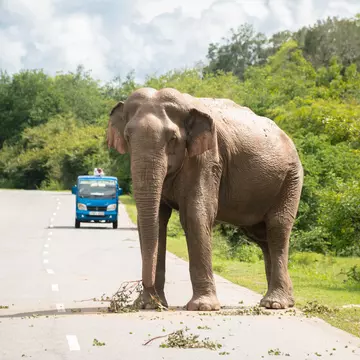 An elephant stands in the road with a tuk tuk in the distance stopping to give the elephant plenty of space.