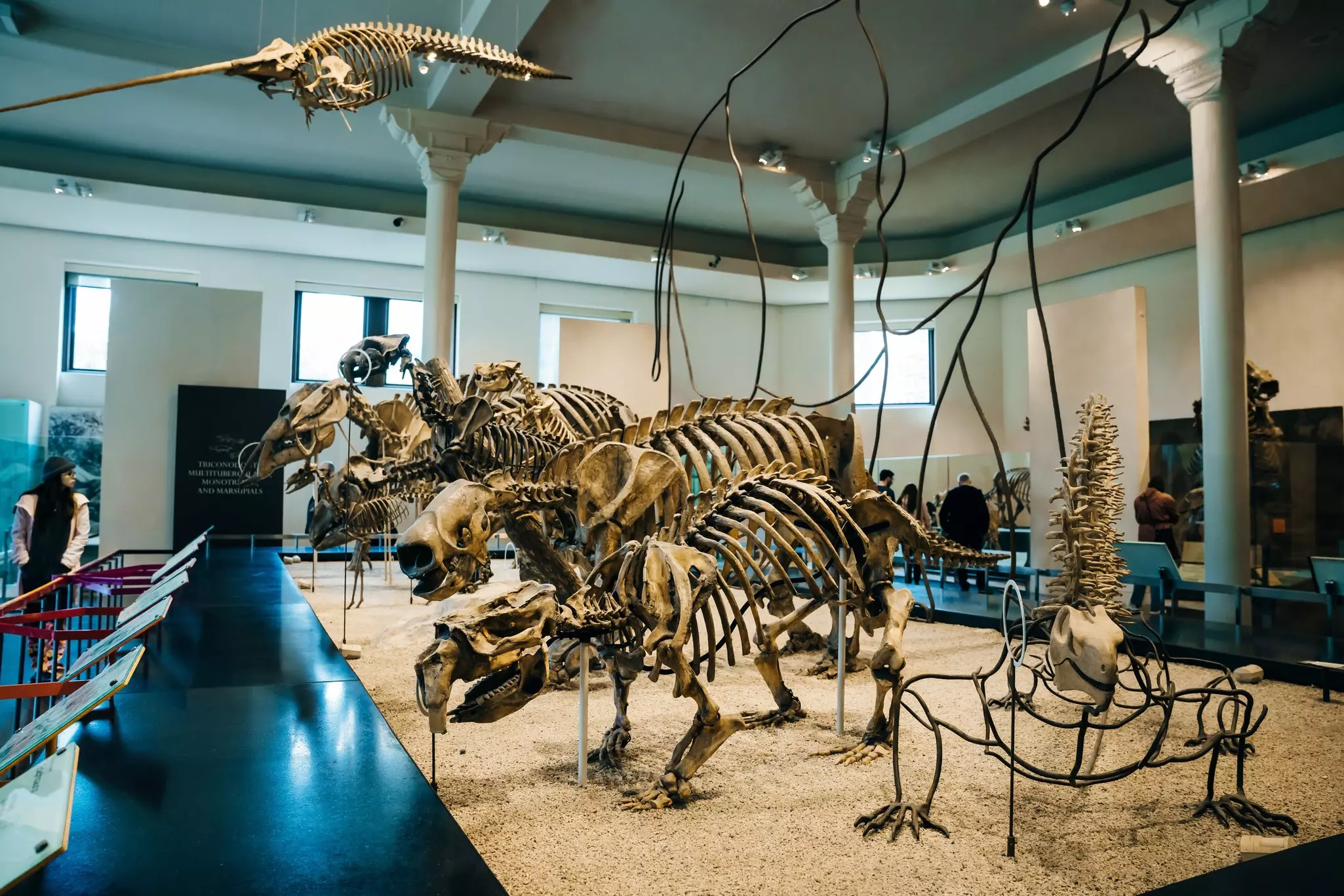 Displays at American Museum of Natural History, New York, USA