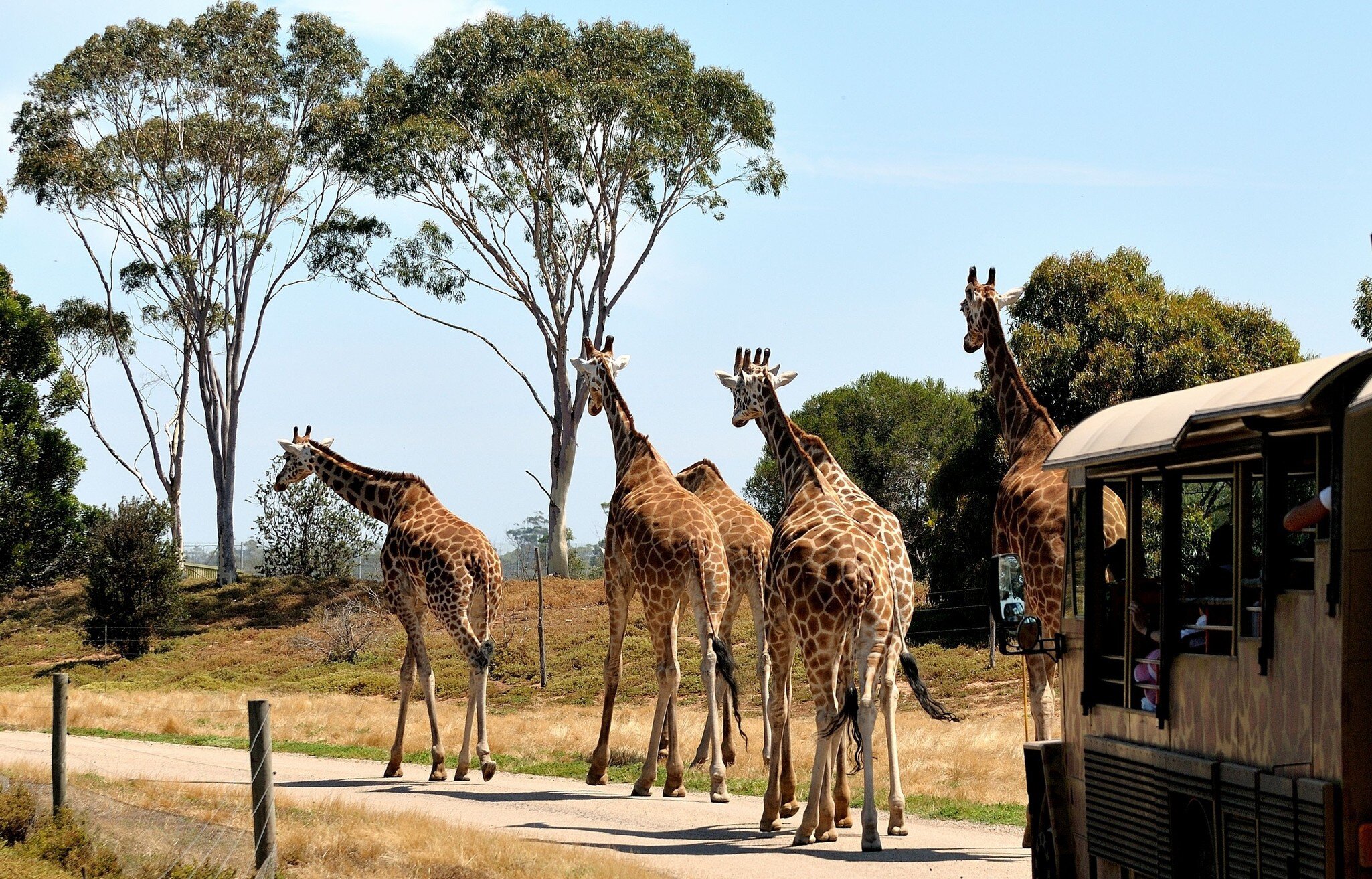 Giraffes at the Werribee Open Range Zoo in Melbourne, Australia.