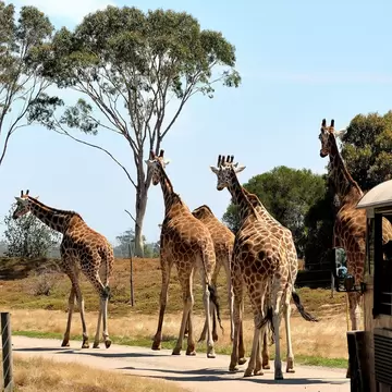 Giraffes at the Werribee Open Range Zoo in Melbourne, Australia.
