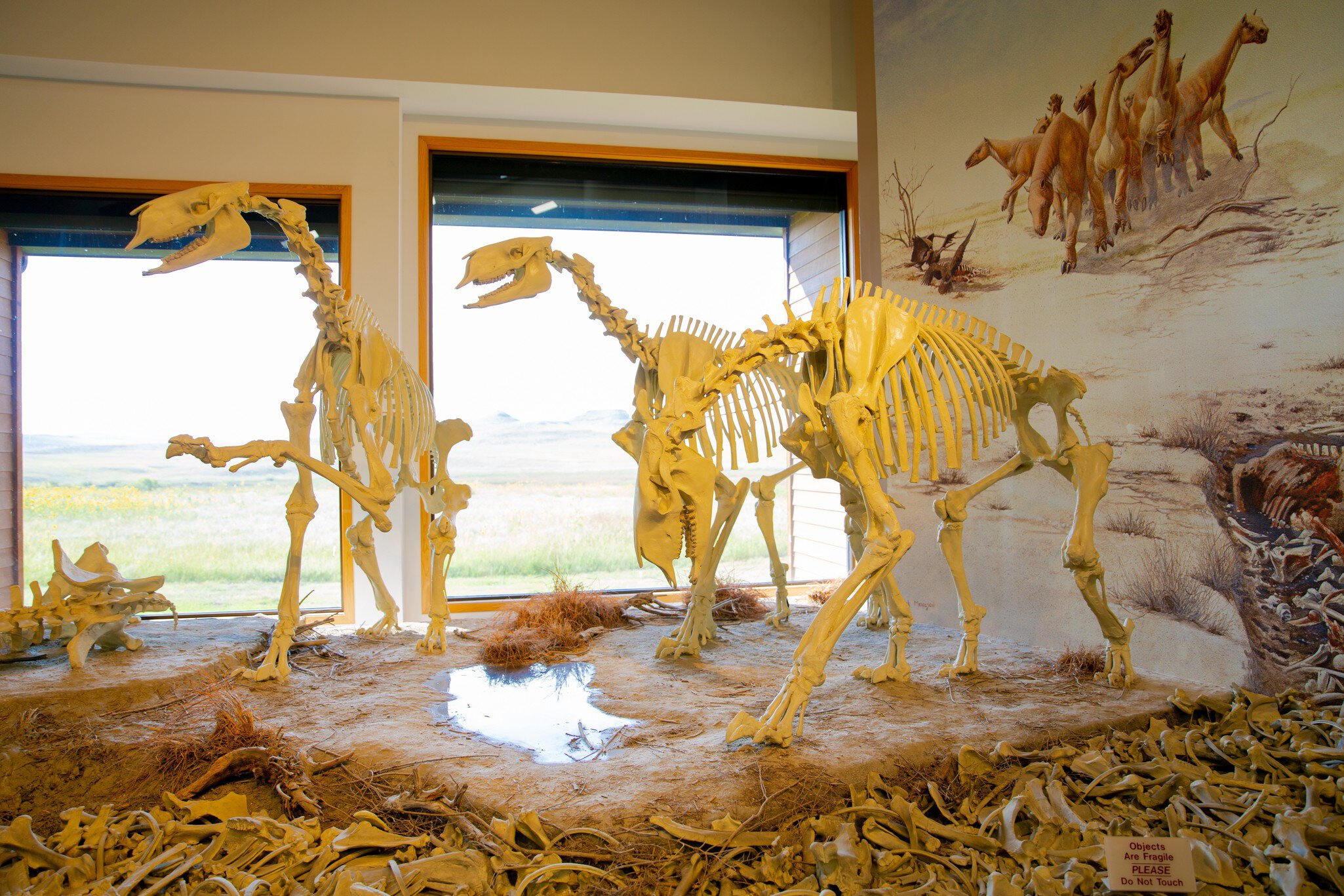 Dinosaur skeletons in the visitor center of Agate Fossil Beds National Monument, Nebraska, USA, 08-17-2018; Shutterstock ID 1225591840;