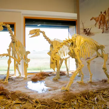 Dinosaur skeletons in the visitor center of Agate Fossil Beds National Monument, Nebraska, USA, 08-17-2018; Shutterstock ID 1225591840;