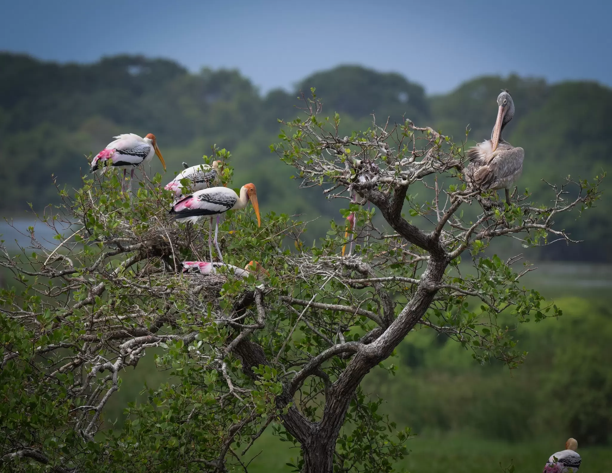Large white, black and pink storks nesting in the top of a tree.