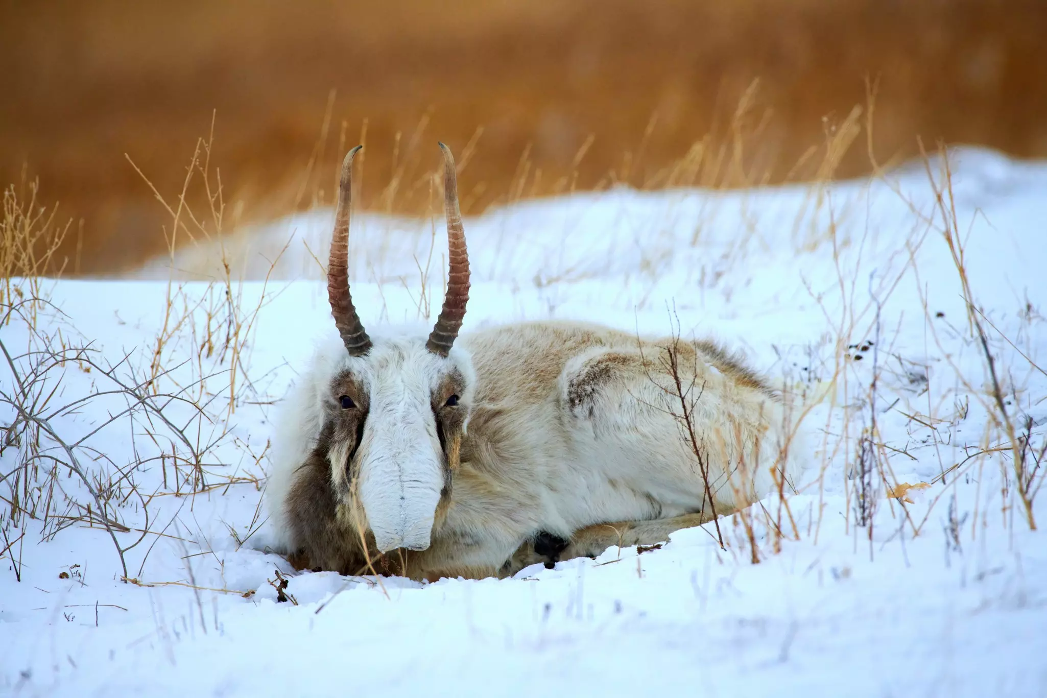 A herd of gazelle in Mongolia