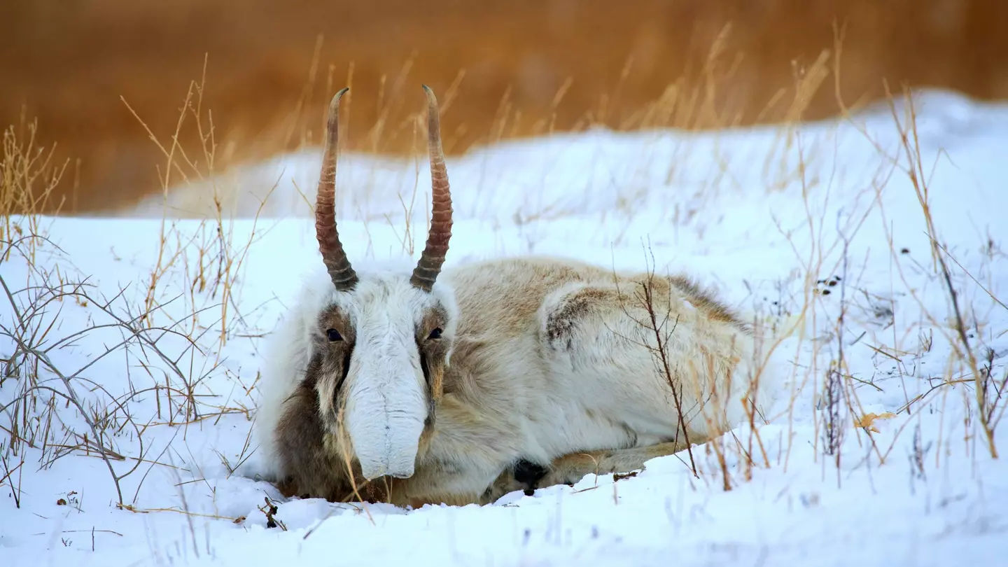 A herd of gazelle in Mongolia