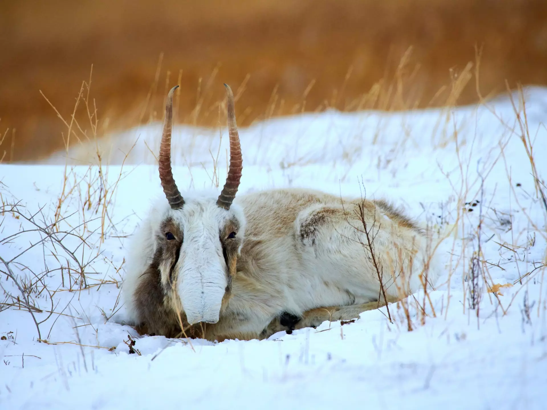 A herd of gazelle in Mongolia