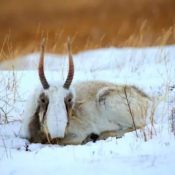 A herd of gazelle in Mongolia