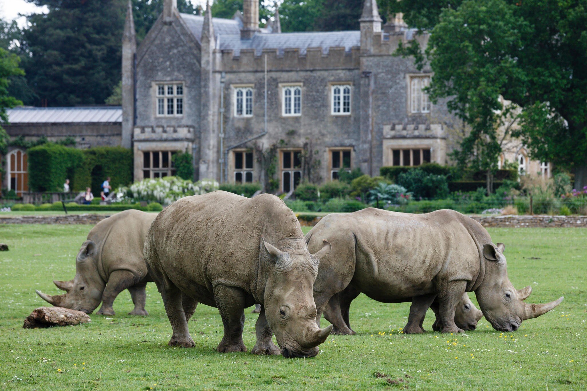 E7X9HM A herd of White Rhinoceros grazing at Cotswold Wildlife Park, near Burford, Oxfordshire
E7X9HM
Cotswold, Wildlife, Park, white, rhino, rhinoceros, rhinos, African, wild, animal, animals, rhinocerous, zoo, [zoological, park], [The, Cotswolds], [near, Burford], England, English, zoology, Oxfordshire, [tourist, visitor, attraction], tourism, grazing, fauna, building, enclosure, architectural, architecture, buildings, spring, exhibit, house, lawn, leisure, springtime, travel, Britain, British, British, Isles, UK, United, Kingdom, GB, Great, Britain, Europe, EU, European, European, Union, horizontal