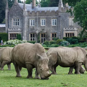 E7X9HM A herd of White Rhinoceros grazing at Cotswold Wildlife Park, near Burford, Oxfordshire
E7X9HM
Cotswold, Wildlife, Park, white, rhino, rhinoceros, rhinos, African, wild, animal, animals, rhinocerous, zoo, [zoological, park], [The, Cotswolds], [near, Burford], England, English, zoology, Oxfordshire, [tourist, visitor, attraction], tourism, grazing, fauna, building, enclosure, architectural, architecture, buildings, spring, exhibit, house, lawn, leisure, springtime, travel, Britain, British, British, Isles, UK, United, Kingdom, GB, Great, Britain, Europe, EU, European, European, Union, horizontal