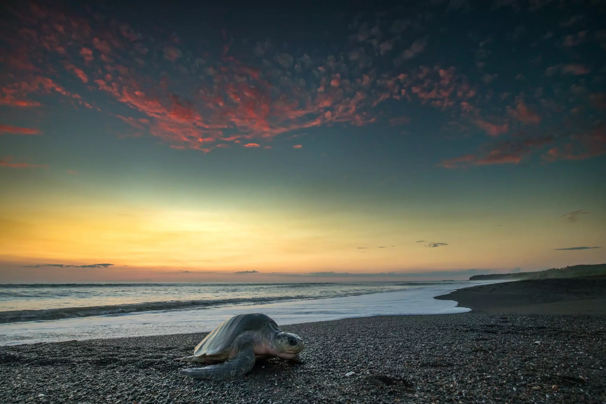 A sea turtle on a pebbly beach as the sun sets and dusk descends