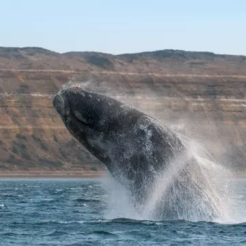 A whale breaches near the coastline