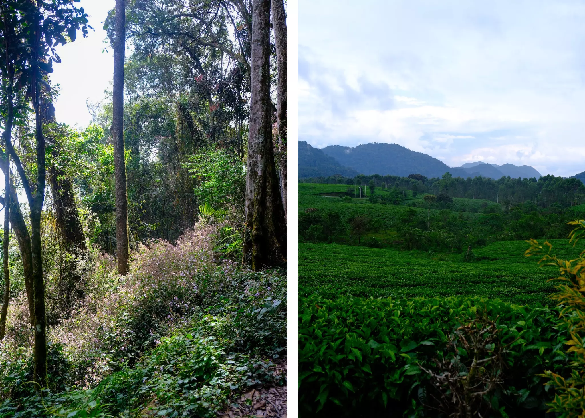 Nyungwe collage