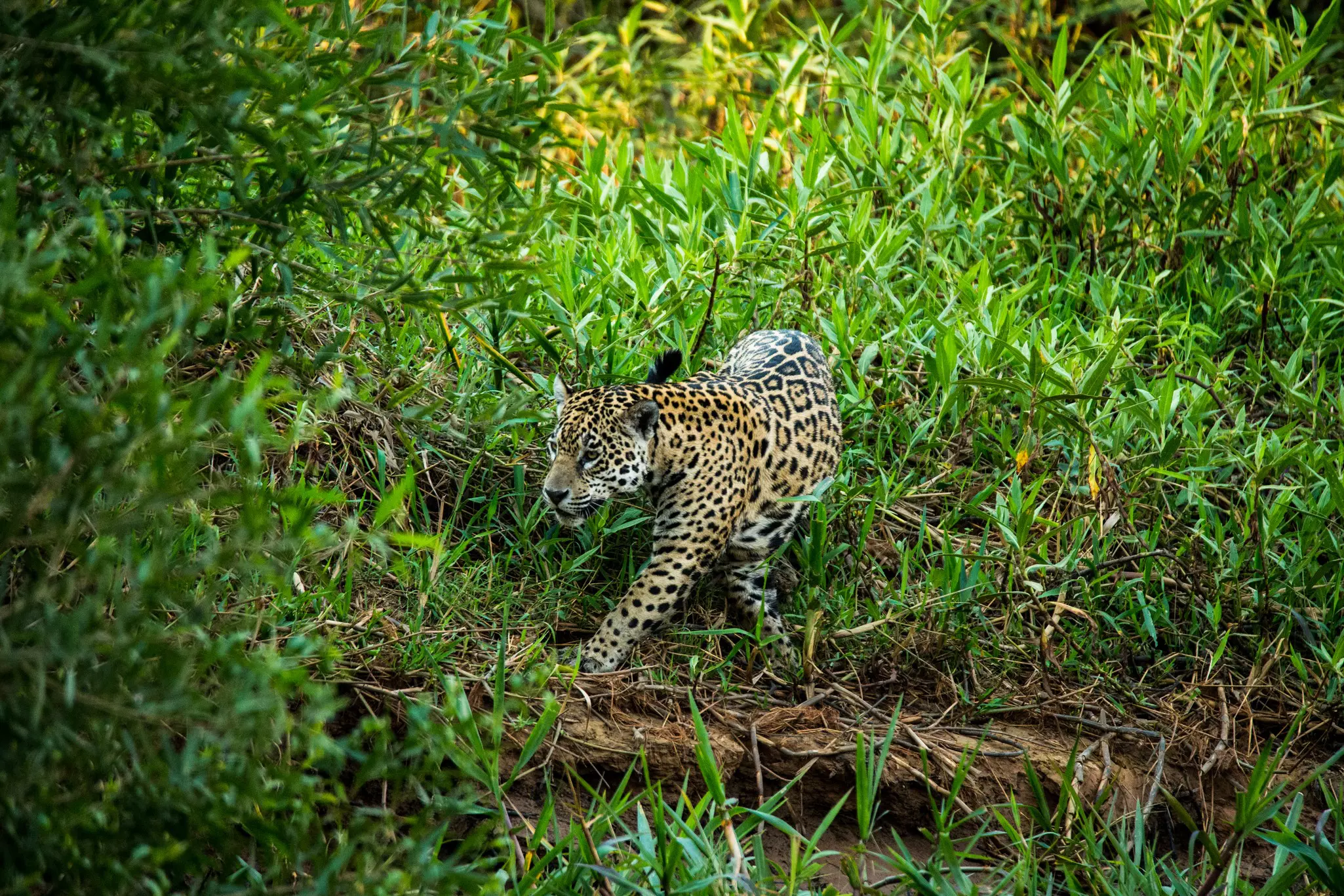 Wild Jaguar hunting along river bank.