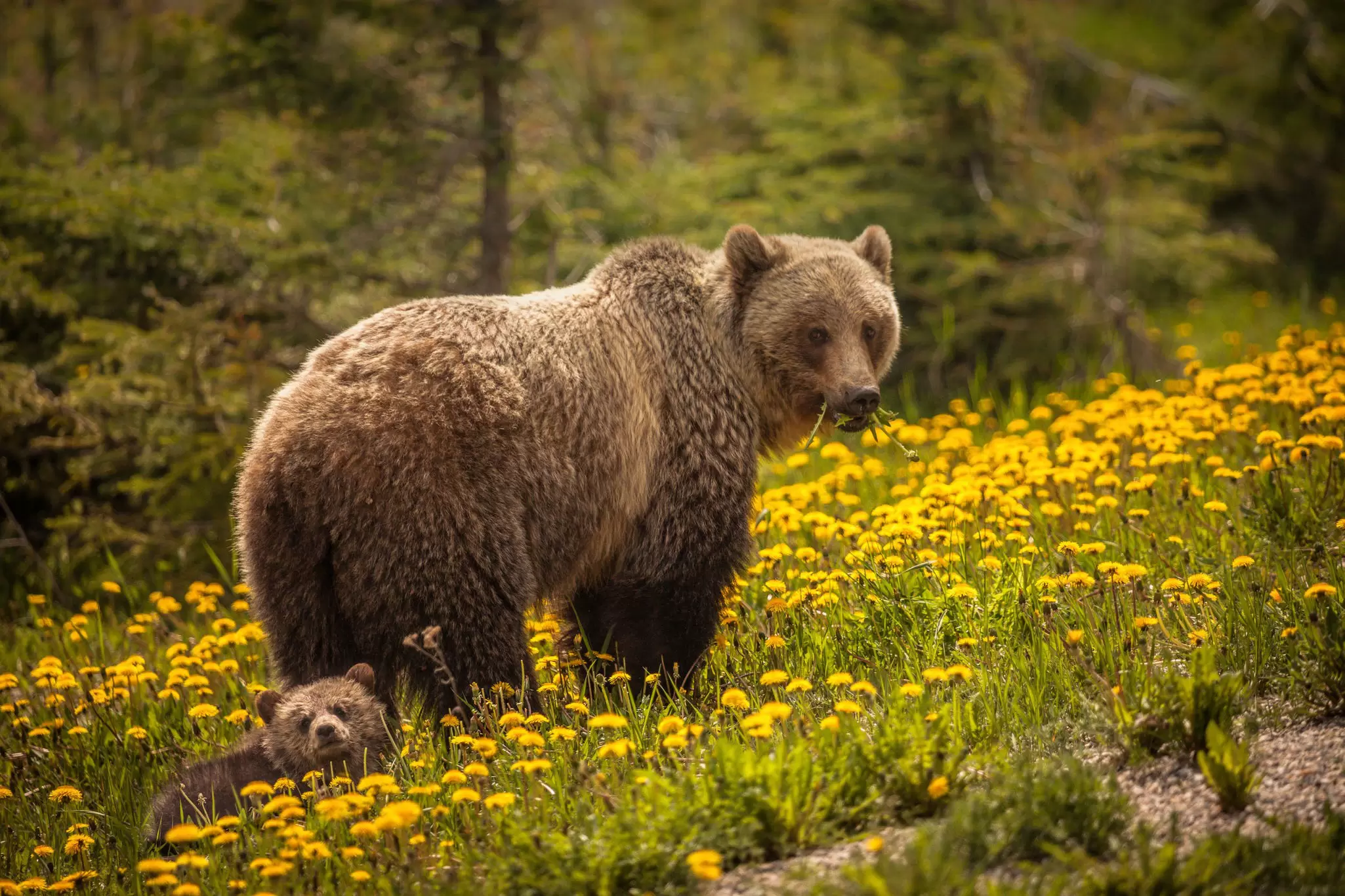 A grizzly bear walks through wildflowers.