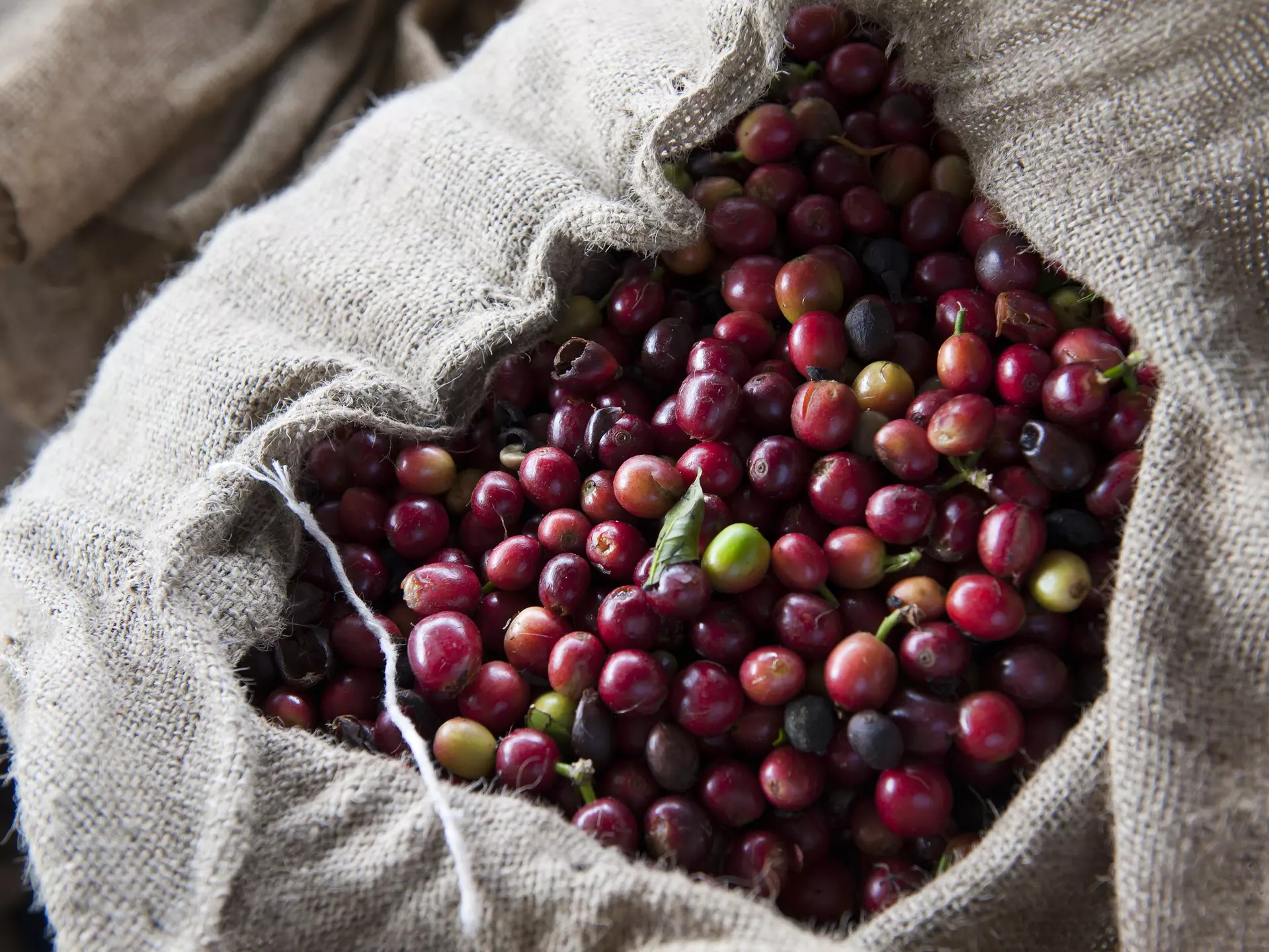 Kona coffee has a distinct flavor thanks to the high-elevation volcanic soil on the Big Island © KarenMassier / Getty Images
