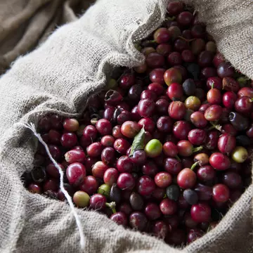 Kona coffee has a distinct flavor thanks to the high-elevation volcanic soil on the Big Island © KarenMassier / Getty Images