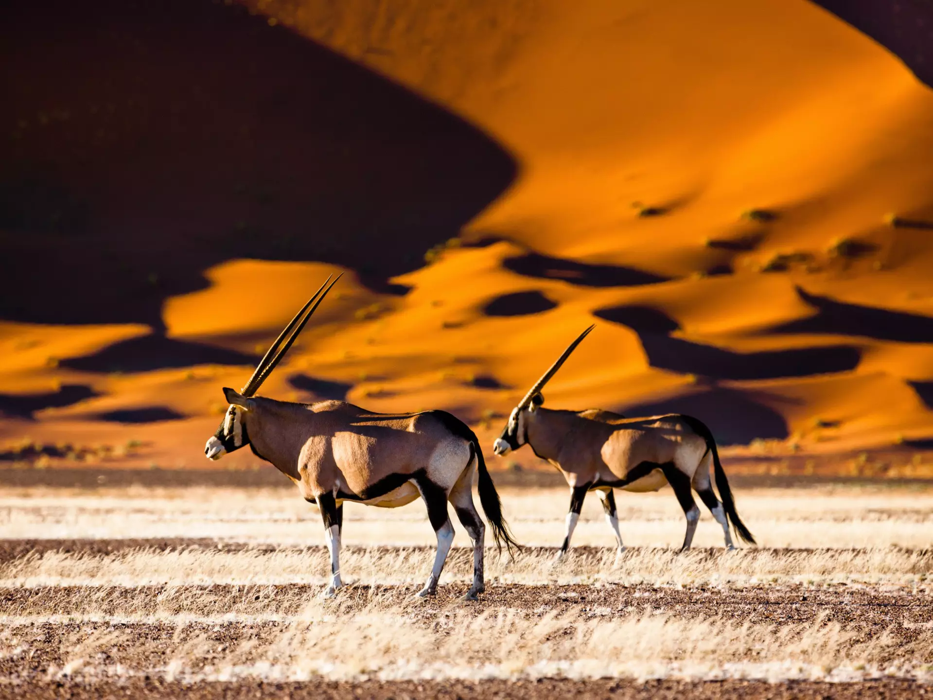 Experience the best of Namibia with these unmissable places to visit. Radek Borovka/Shutterstock
