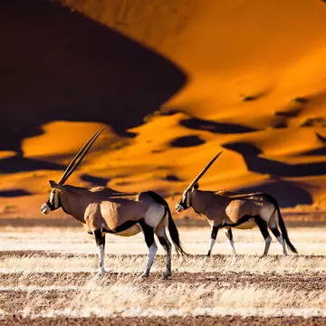 Experience the best of Namibia with these unmissable places to visit. Radek Borovka/Shutterstock