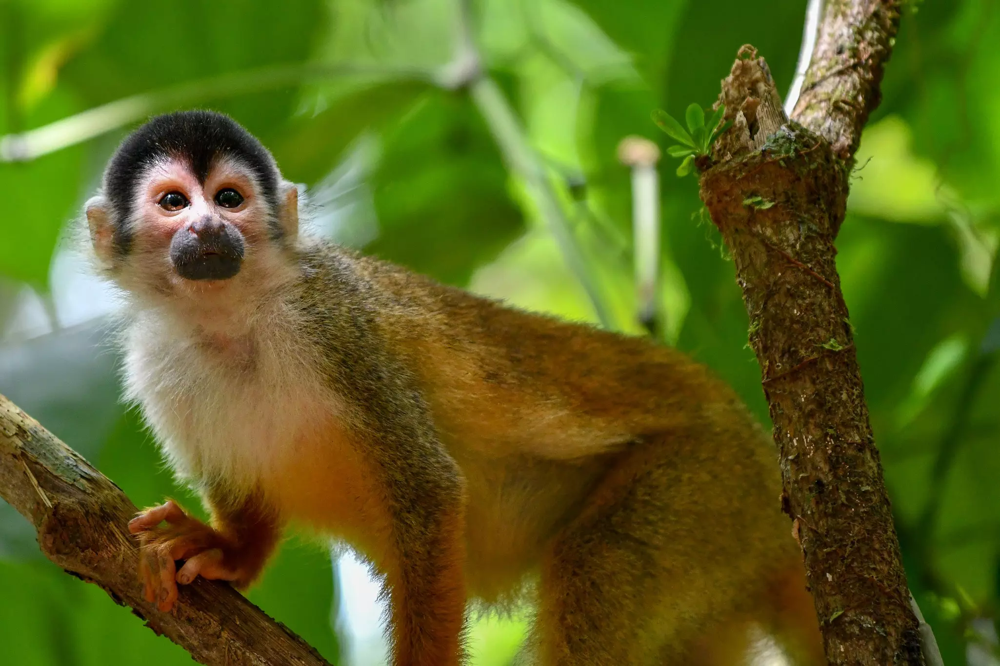 Squirrel monkey in Parque Nacional Corcovado