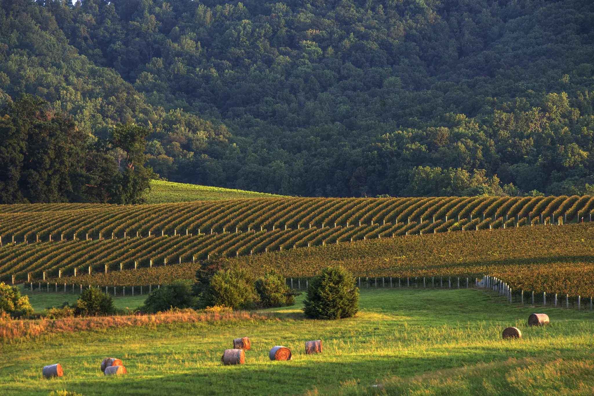 a vineyard in Charlottesville, VA