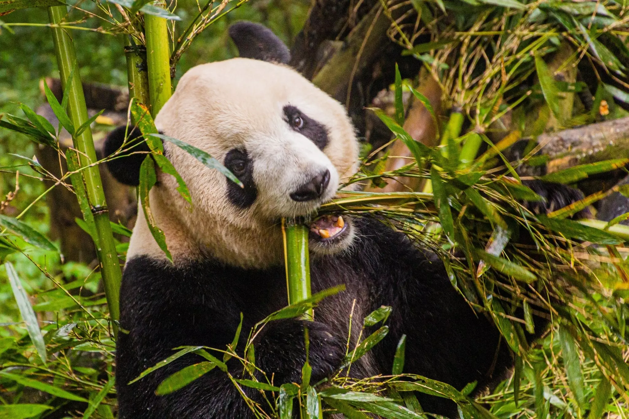 Close-up of Giant Panda eating bamboo and surrounded by bamboo plants.