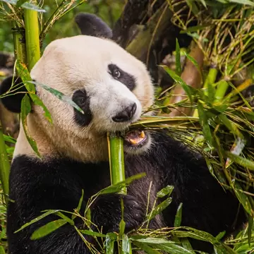 Close-up of Giant Panda eating bamboo and surrounded by bamboo plants.