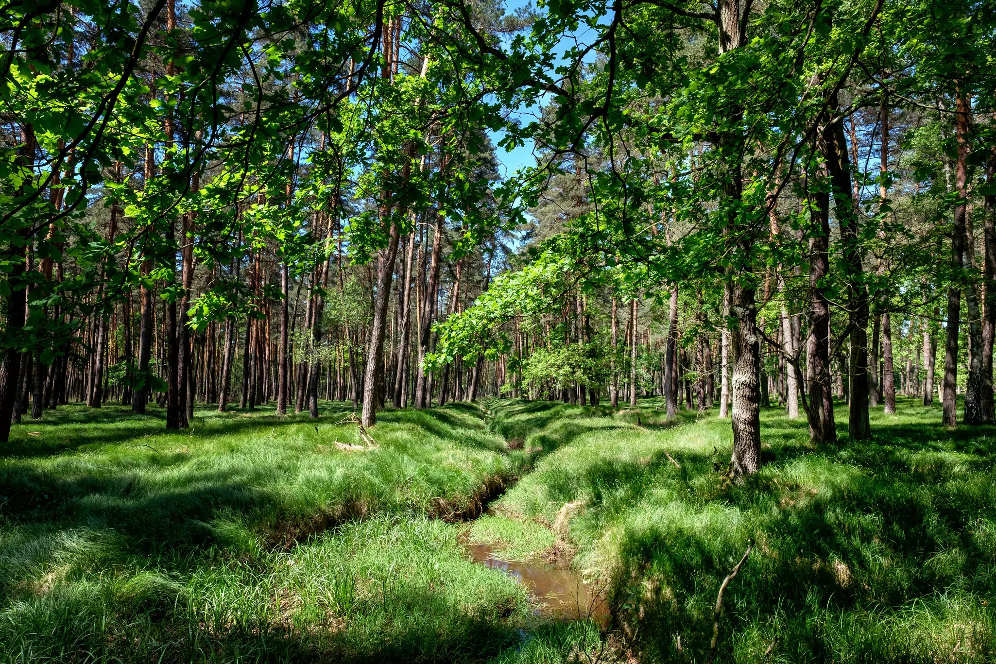 A narrow stream cuts through a grassy forest floor, which is speckled with sun and shadow.