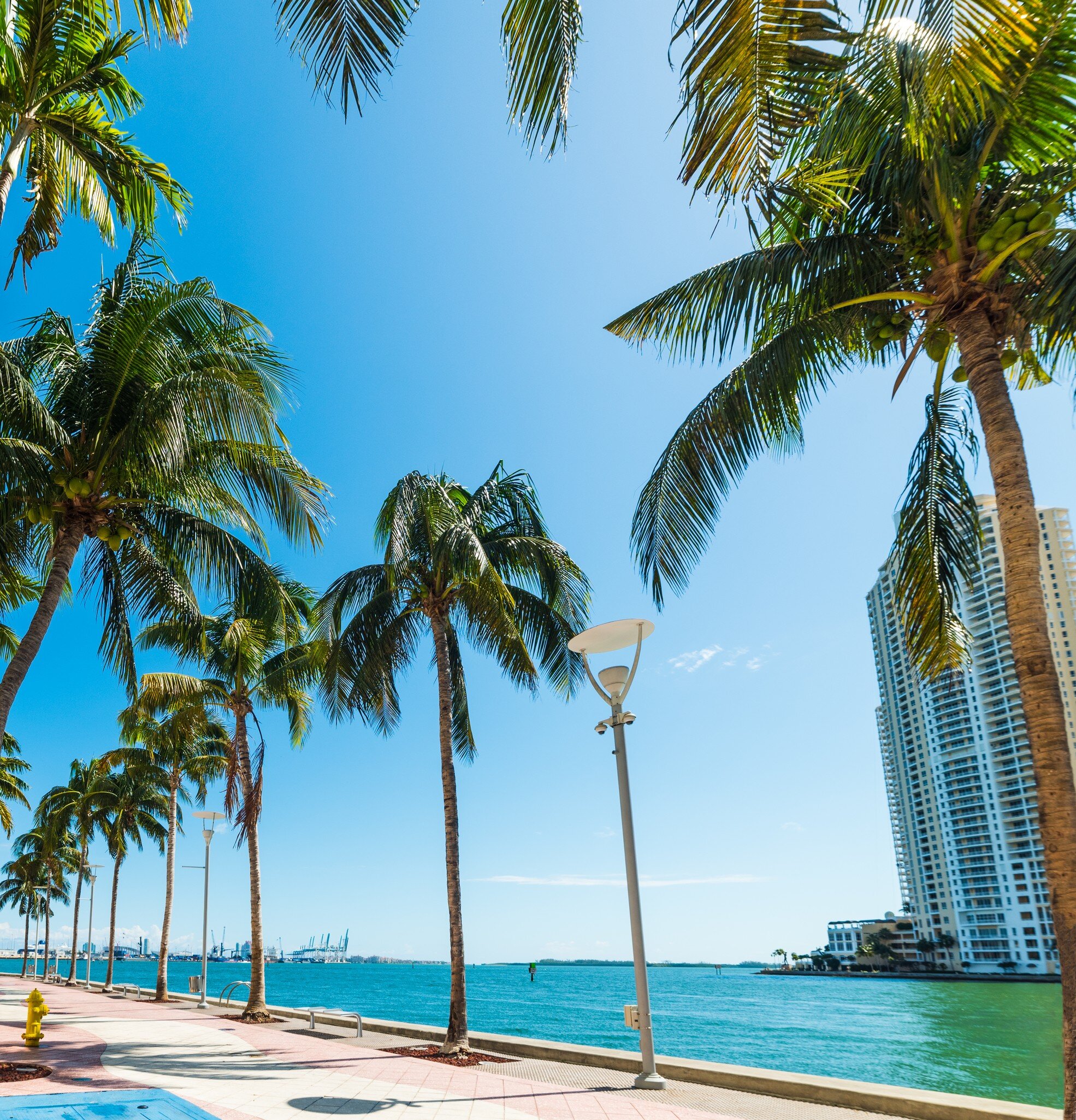 Palm trees on the Miami Riverwalk under a shining sun in Miami, Florida.