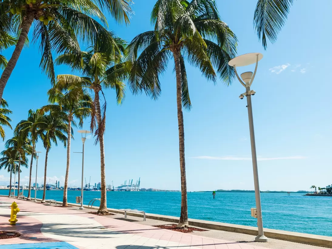 Palm trees on the Miami Riverwalk under a shining sun in Miami, Florida.
