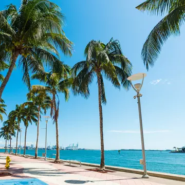 Palm trees on the Miami Riverwalk under a shining sun in Miami, Florida.
