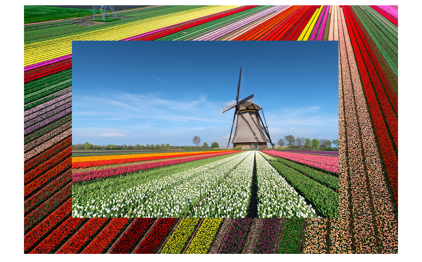 Tulip fields in the Netherlands 
