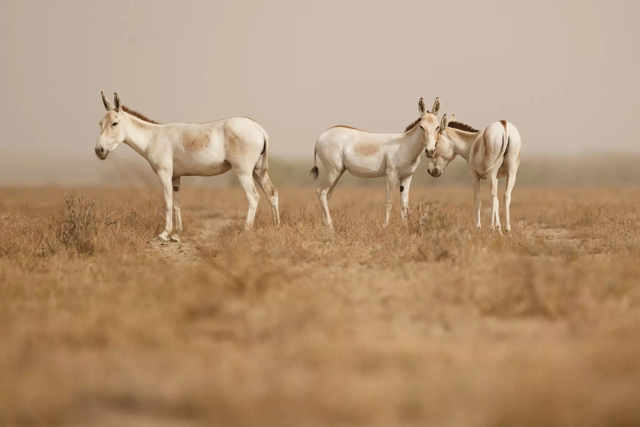 Wild asses in the Little Rann of Kachchh, Gujarat, India.