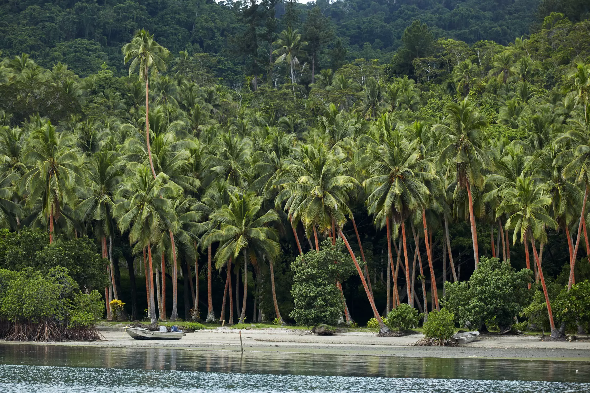 A beach backed by a dense forest of palm trees on a gray, gloomy day.