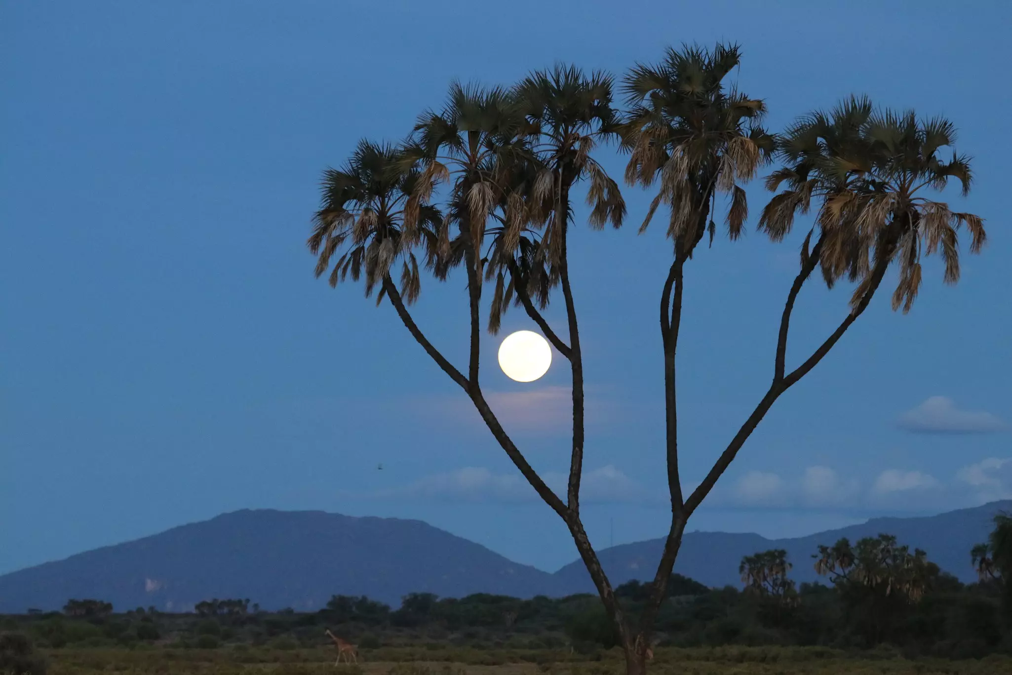 A full moon in Samburu National Reserve, Kenya.