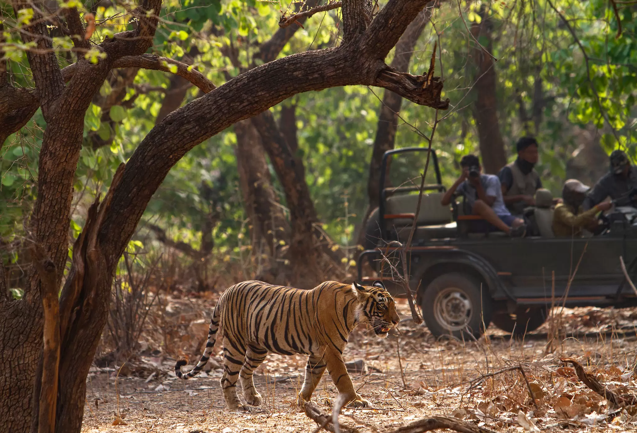 Ranthambore National Park in Rajasthan, India