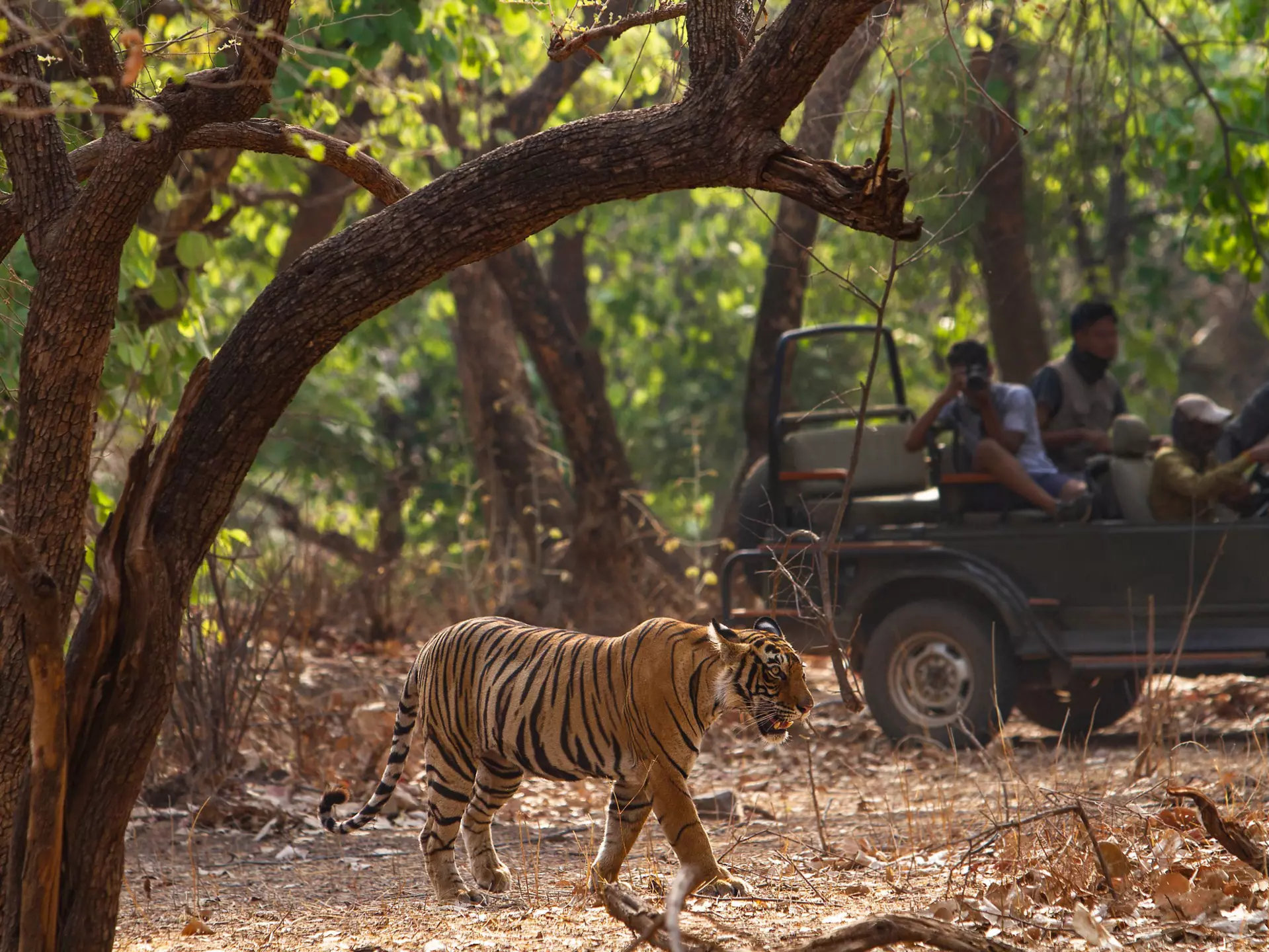 A tiger walks in the forest of Ranthambhore as tourist look on , License Type: media, Download Time: 2024-08-23T12:44:24.000Z, User: joe_lp, Editorial: false, purchase_order: 56530, job: Global Publishing_WIP, client: Your Ultimate Travel Adventure List1, other: Joe Fullman