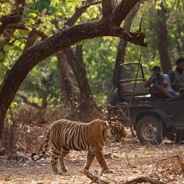 A tiger walks in the forest of Ranthambhore as tourist look on , License Type: media, Download Time: 2024-08-23T12:44:24.000Z, User: joe_lp, Editorial: false, purchase_order: 56530, job: Global Publishing_WIP, client: Your Ultimate Travel Adventure List1, other: Joe Fullman