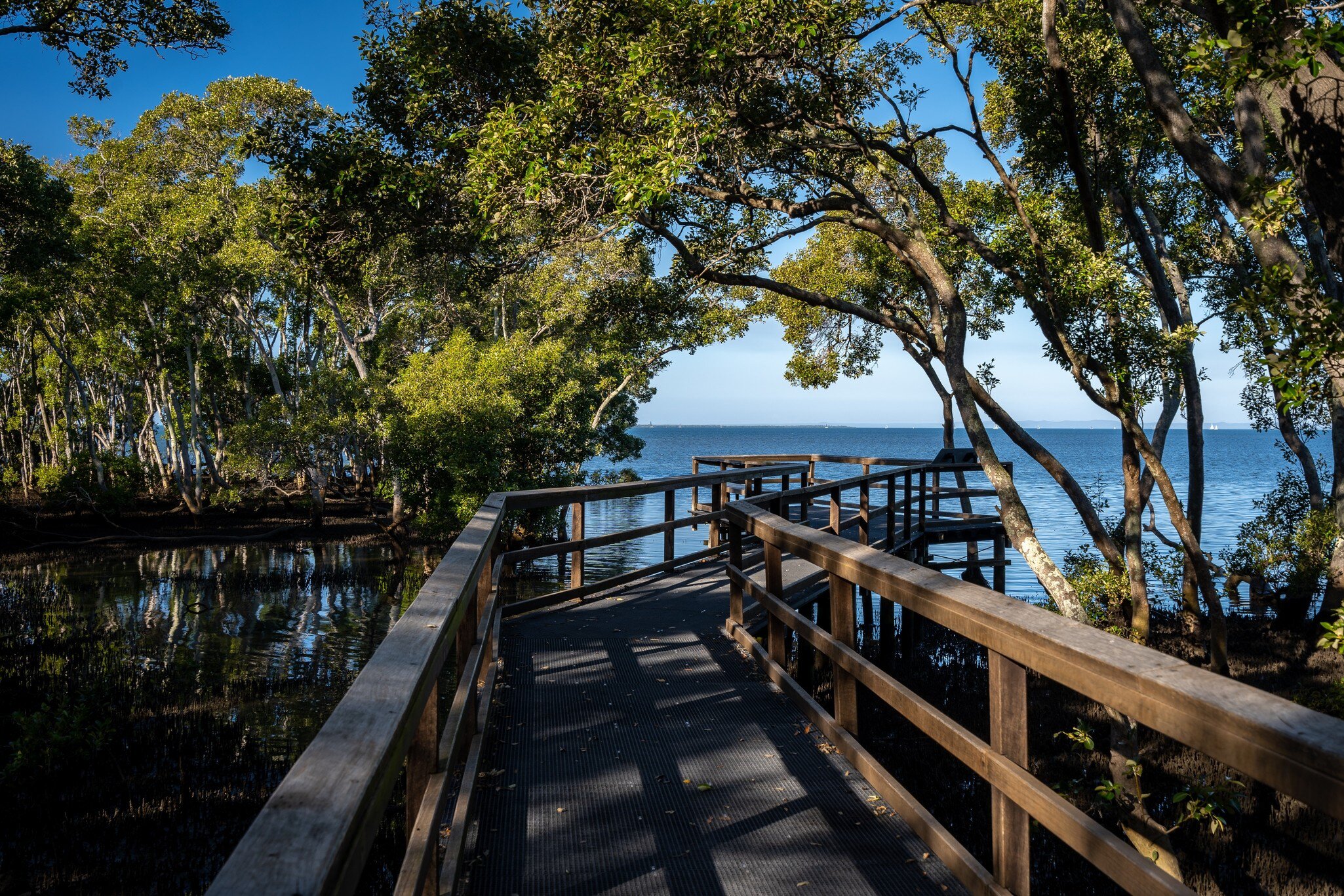 Wynnum Mangrove Boardwalk in Brisbane, Queensland, Australia.