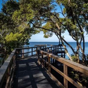 Wynnum Mangrove Boardwalk in Brisbane, Queensland, Australia.