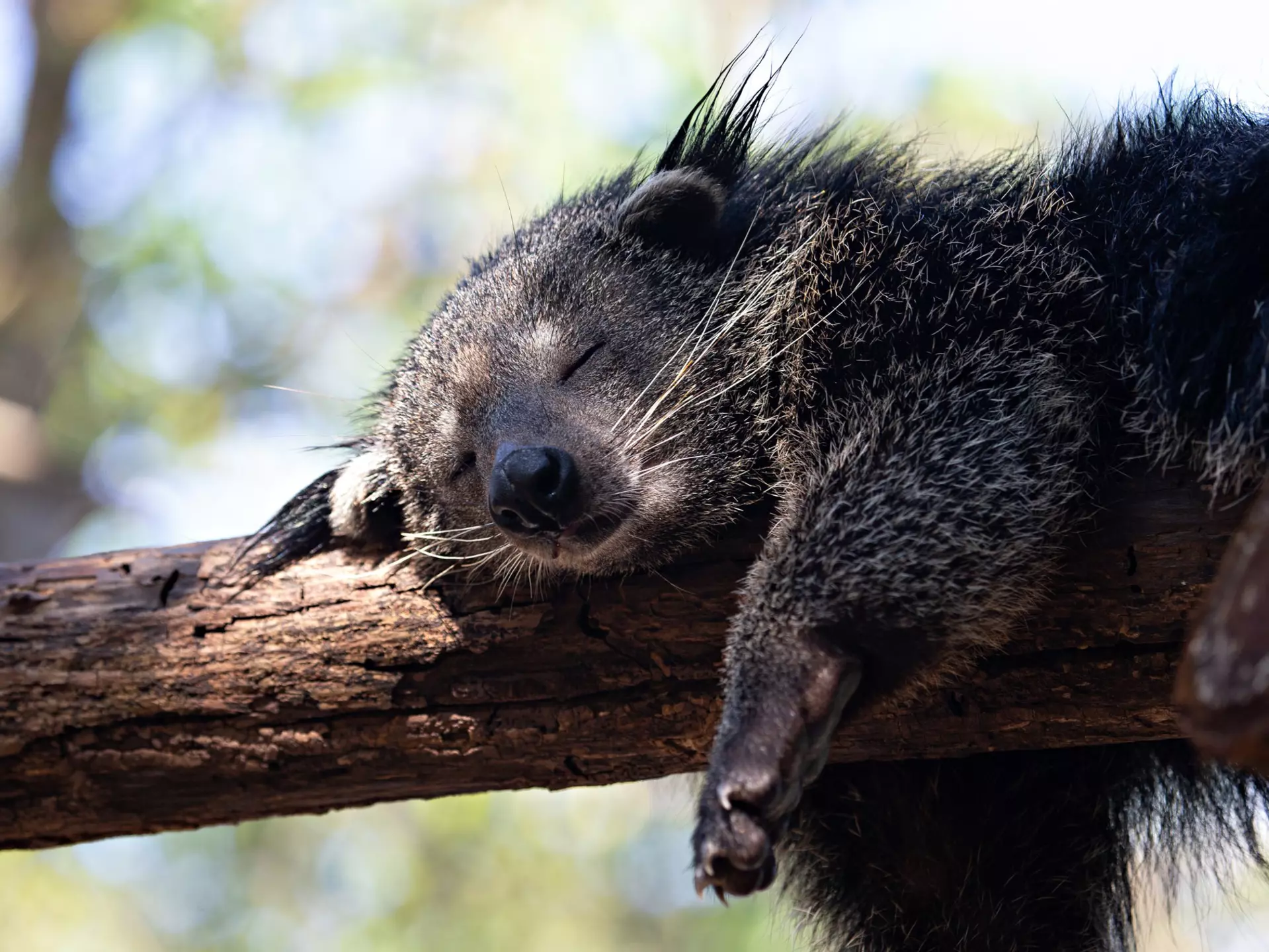 Close-up of a bearcat (Binturong or Arctictis Binturong) sleeping on a branc